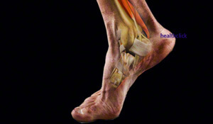 An anatomical view of the structure of the foot and ankle detailing the complex nature of diagnosis, evaluation and treating the foot and ankle
