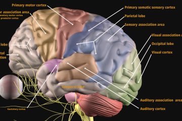 stroke rehab continuing education