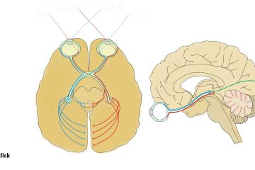 Saccades test and the visual field