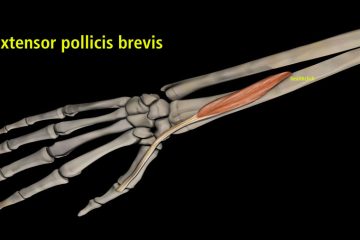 adductor pollicis brevis