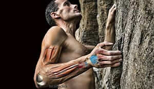 a rock climber on a cliff face whose elbow, wrist and upper arm are anatomical views of the muscles, bones and soft tissue
