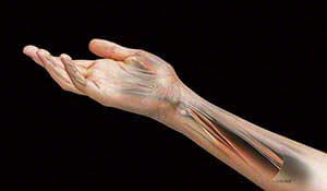 anatomical structural view of the muscles, veins, arteries and soft tissue structure of the elbow, wrist and hand 