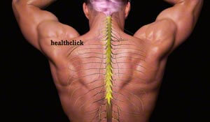 A muscular male back with anantomy of the spinal cord illustrating the neurological system and rehabilitation implications