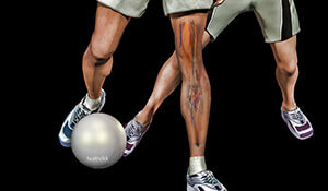 soccer players with anatomical view of the muscles of the lower extremity