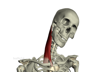 Anatomy of Neck Musculature