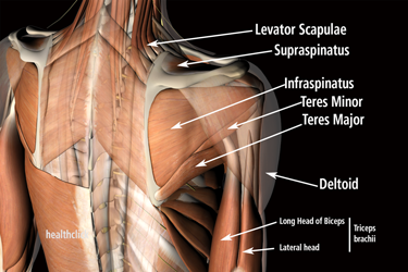 17 Muscles of the Shoulder and Some Great Simple Exercises