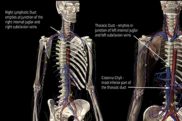 Anatomy of the lymphatic system