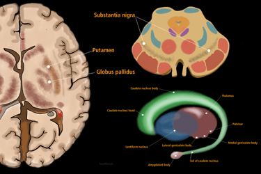 Components of the Limbic System