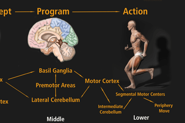 Use of Sensory Input in Motor Control
