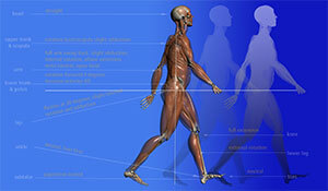 a young lady walking with a detailed anatomical view of her leg and torso musculature