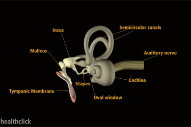Vestibular Anatomy and Physiology